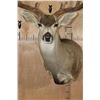 Image 6 : XL 12-Point MULE DEER Wall Pedestal