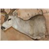 Image 7 : XL 12-Point MULE DEER Wall Pedestal