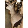 Image 8 : XL 12-Point MULE DEER Wall Pedestal