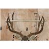 Image 9 : XL 12-Point MULE DEER Wall Pedestal