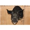 Image 2 : WILD BOAR or HOG Shoulder Mount