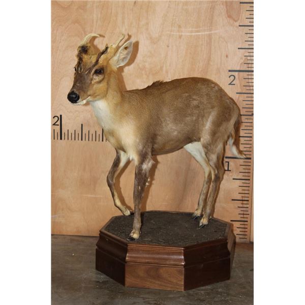 Life-sized MUNTJAK Table Pedestal