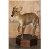 Image 1 : Life-sized MUNTJAK Table Pedestal