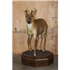 Image 3 : Life-sized MUNTJAK Table Pedestal