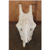 Image 2 : GIRAFFE Skull Upper with All its Teeth