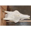 Image 8 : GIRAFFE Skull Upper with All its Teeth