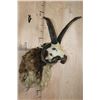 Image 2 : Big Symmetrical 4-Horned JACOB SHEEP Shoulder Mount