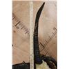 Image 8 : Big Symmetrical 4-Horned JACOB SHEEP Shoulder Mount