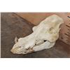 Image 2 : *Rarely Seen* GIANT FOREST HOG Skull