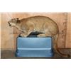 Image 2 : Freestanding Crouching MOUNTAIN LION or COUGAR