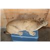 Image 8 : Freestanding Crouching MOUNTAIN LION or COUGAR