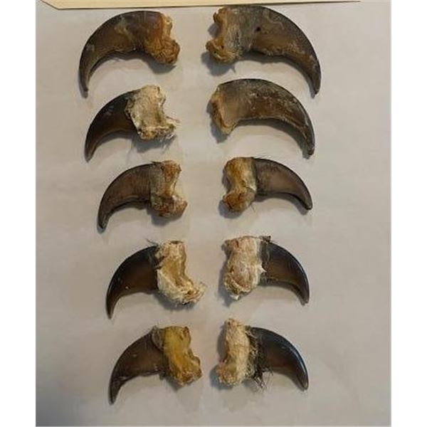 (10) BLACK BEAR Front Claws, All from the Same Bear (ONE$)