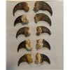 Image 1 : (10) BLACK BEAR Front Claws, All from the Same Bear (ONE$)