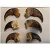 Image 2 : (10) BLACK BEAR Front Claws, All from the Same Bear (ONE$)