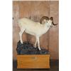 Image 2 : Life-sized DALL SHEEP Ram on a Simulated Rock and Wood Base with Wheels