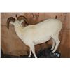 Image 8 : Life-sized DALL SHEEP Ram on a Simulated Rock and Wood Base with Wheels