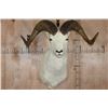 Image 1 : XXL DALL Sheep Shoulder Mount