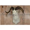 Image 2 : XXL DALL Sheep Shoulder Mount