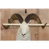 Image 8 : XXL DALL Sheep Shoulder Mount