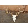 Image 1 : Big WHITETAIL DEER Skull with a Freak 3rd Antler