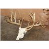 Image 2 : Big WHITETAIL DEER Skull with a Freak 3rd Antler