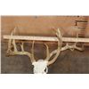 Image 8 : Big WHITETAIL DEER Skull with a Freak 3rd Antler