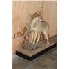 Image 2 : Life-sized COYOTE on a Decorative Wood Base
