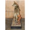 Image 8 : Life-sized COYOTE on a Decorative Wood Base