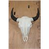 Image 1 : Big North American BUFFALO or BISON Skull with All its Teeth