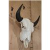 Image 2 : Big North American BUFFALO or BISON Skull with All its Teeth