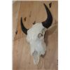 Image 3 : Big North American BUFFALO or BISON Skull with All its Teeth