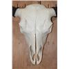Image 5 : Big North American BUFFALO or BISON Skull with All its Teeth