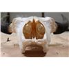 Image 6 : Big North American BUFFALO or BISON Skull with All its Teeth