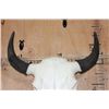 Image 9 : Big North American BUFFALO or BISON Skull with All its Teeth
