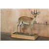 Image 1 : Life-sized STEENBOK on a Wood Base