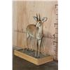 Image 2 : Life-sized STEENBOK on a Wood Base