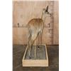 Image 8 : Life-sized STEENBOK on a Wood Base