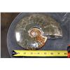 Image 2 : Big Whole Sutured and Polished AMMONITE Fossil