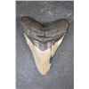Image 1 : XL MEGALODON Shark Tooth Fossil