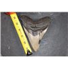 Image 2 : XL MEGALODON Shark Tooth Fossil