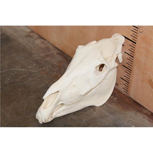 ZEBRA Skull with All its Teeth and a Removable Jaw