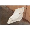 Image 1 : ZEBRA Skull with All its Teeth and a Removable Jaw