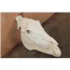Image 3 : ZEBRA Skull with All its Teeth and a Removable Jaw