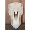 Image 4 : ZEBRA Skull with All its Teeth and a Removable Jaw