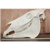 Image 7 : ZEBRA Skull with All its Teeth and a Removable Jaw