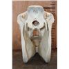 Image 8 : ZEBRA Skull with All its Teeth and a Removable Jaw