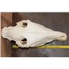 Image 9 : ZEBRA Skull with All its Teeth and a Removable Jaw