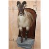 Image 1 : Big Half-body TAHR Mounted on a Reproduction Rock and Wood Wall Hanger