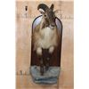 Image 2 : Big Half-body TAHR Mounted on a Reproduction Rock and Wood Wall Hanger