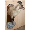 Image 3 : Big Half-body TAHR Mounted on a Reproduction Rock and Wood Wall Hanger